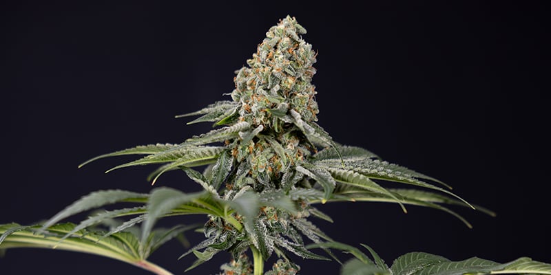 TNT Kush CBD