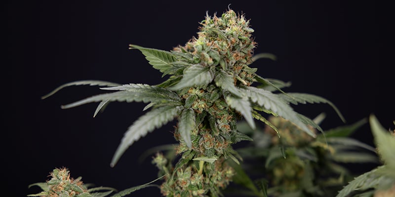 Choosing the right CBD strain for your setup