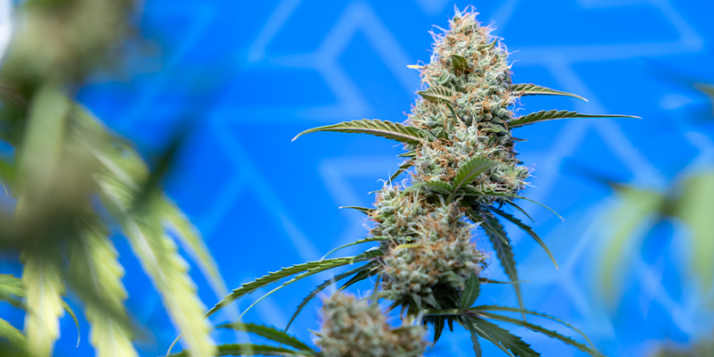 Find the perfect CBD strain for you