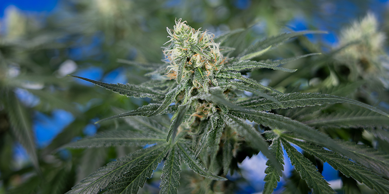 What makes a good CBD strain for home growing?