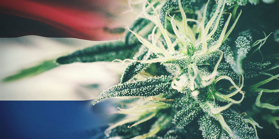 Best Cannabis Strains To Grow Outdoors In The Netherlands