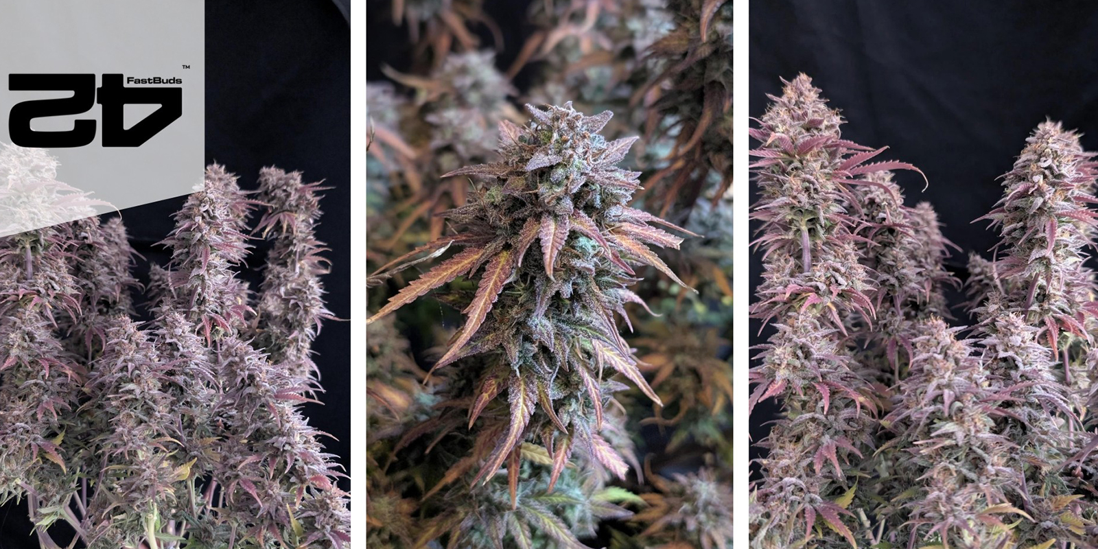 Banana Purple Punch Auto (FastBuds) feminized Banana Purple Punch Auto (FastBuds) feminized
