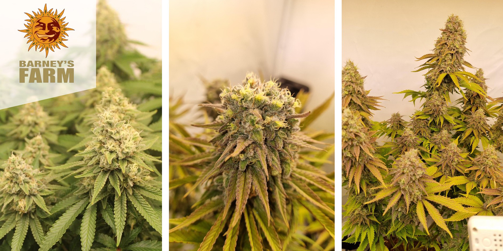 Biscotti (Barney’s Farm) feminized Biscotti (Barney’s Farm) feminized