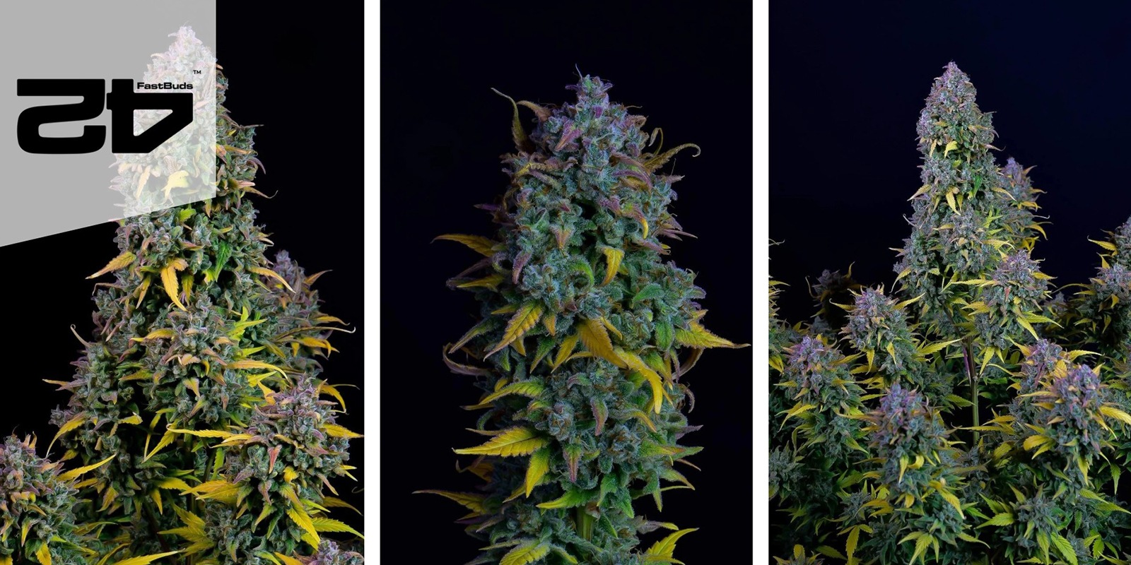 Gelato Auto (FastBuds) feminized Gelato Auto (FastBuds) feminized