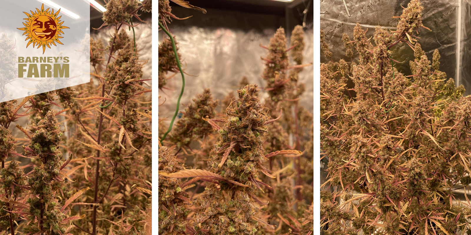 Mimosa x Orange Punch Auto (Barney’s Farm) feminized Mimosa x Orange Punch Auto (Barney’s Farm) feminized