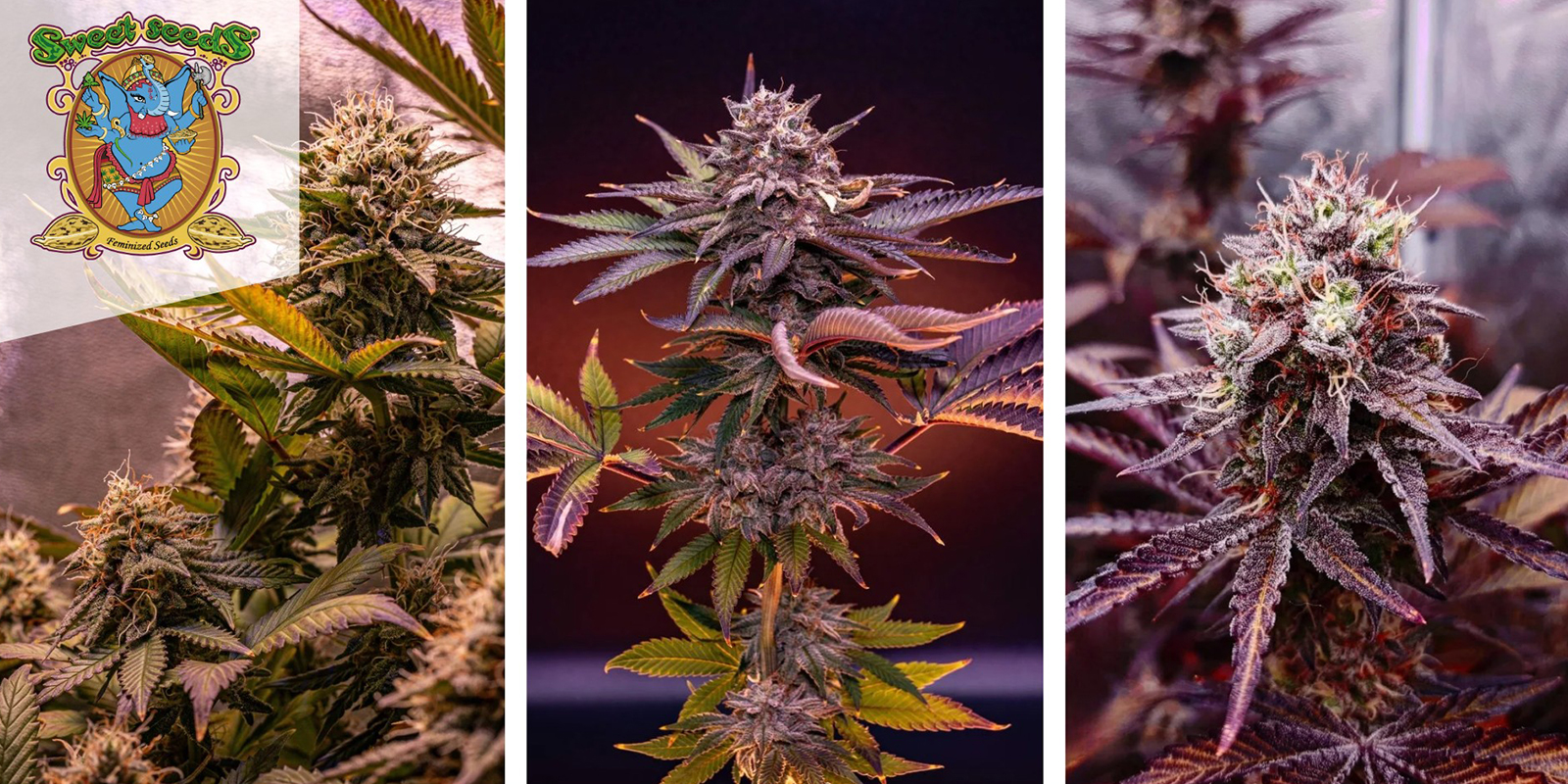 Sweet Mandarine Zkittlez F1 Fast Version (Sweet Seeds) feminized Sweet Mandarine Zkittlez F1 Fast Version (Sweet Seeds) feminized