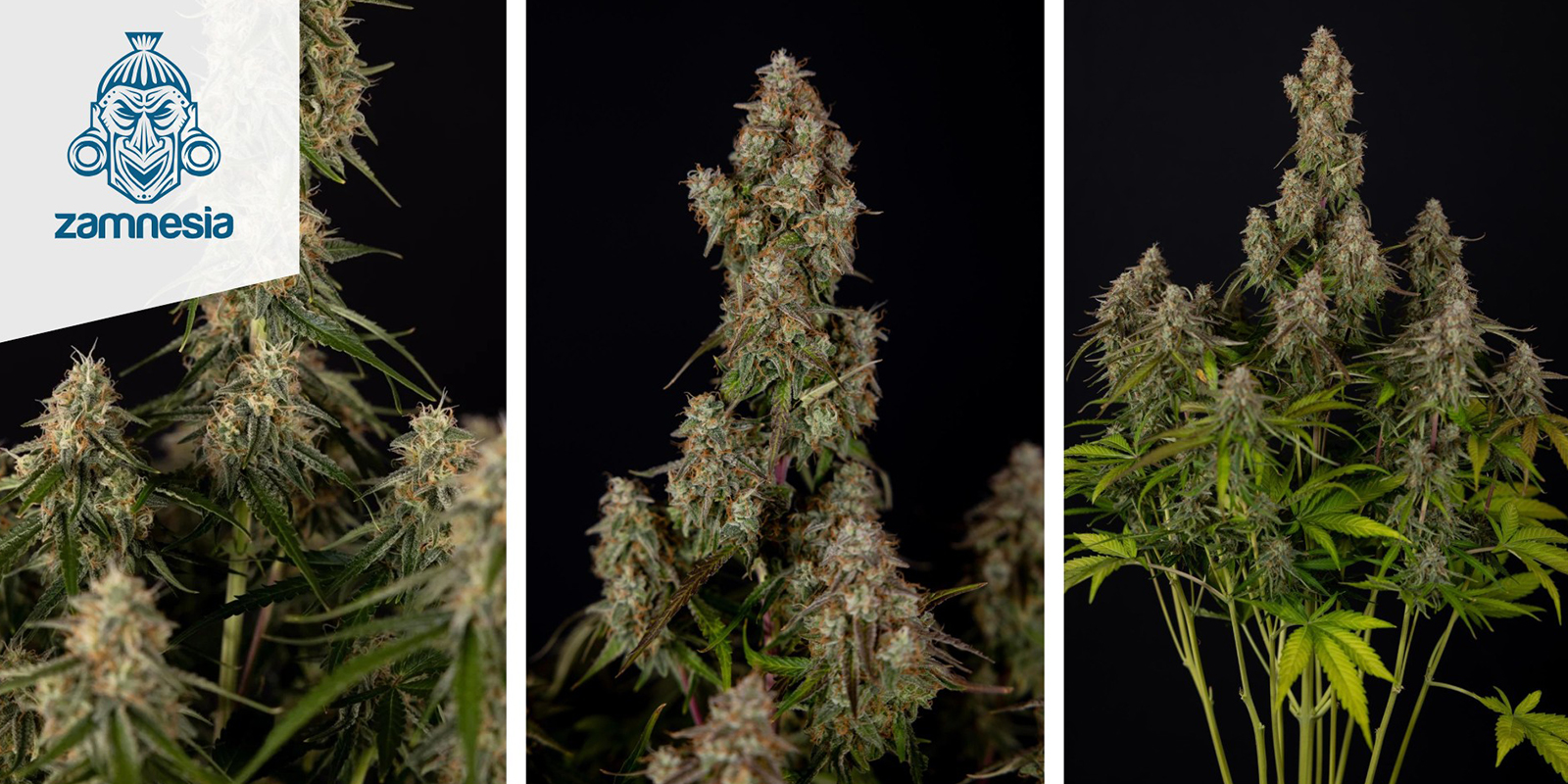 Wurlz F1 Autoflower (Zamnesia Seeds) feminized Wurlz F1 Autoflower (Zamnesia Seeds) feminized