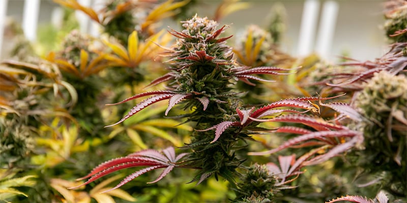 Top 10 outdoor strains for the Netherlands: Maximum yield, minimum worry!