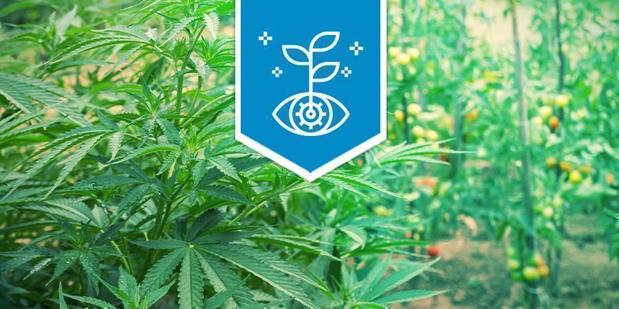 Cannabis As Companion Plant