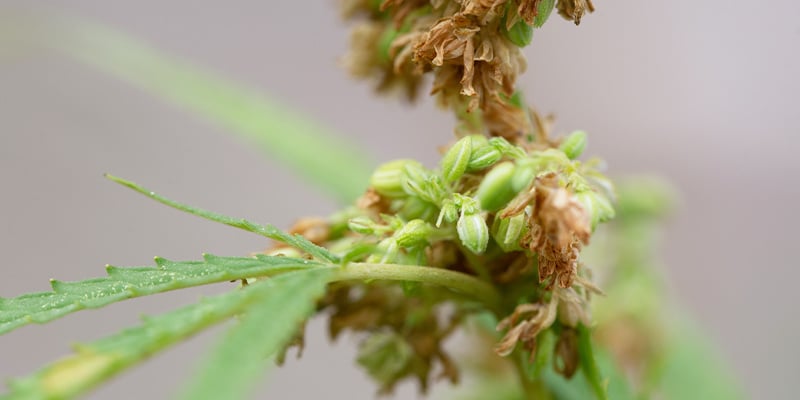 Advanced applications for experienced growers