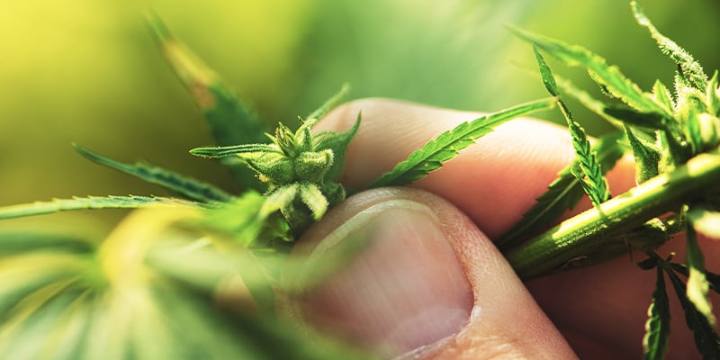 How to identify a male cannabis plant
