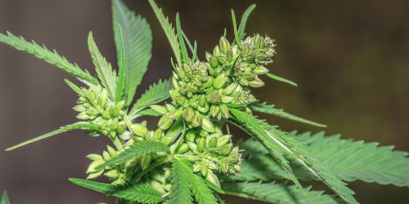 Benefits of male marijuana plants: FAQ