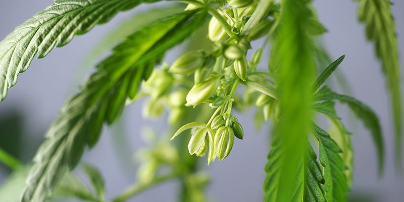 Practical uses for male weed plants