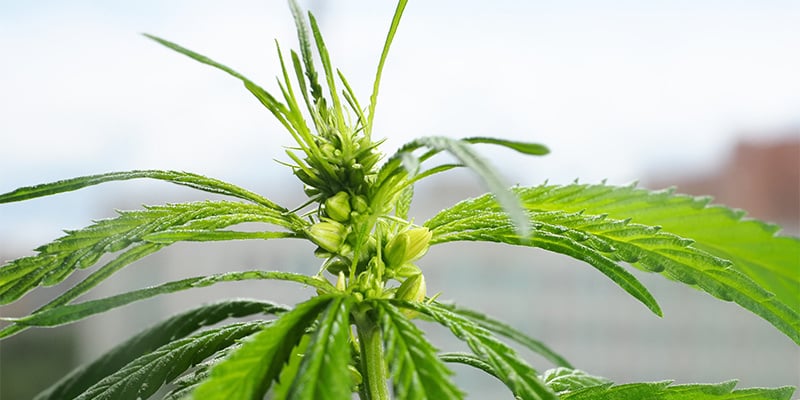 What NOT to do with male plants