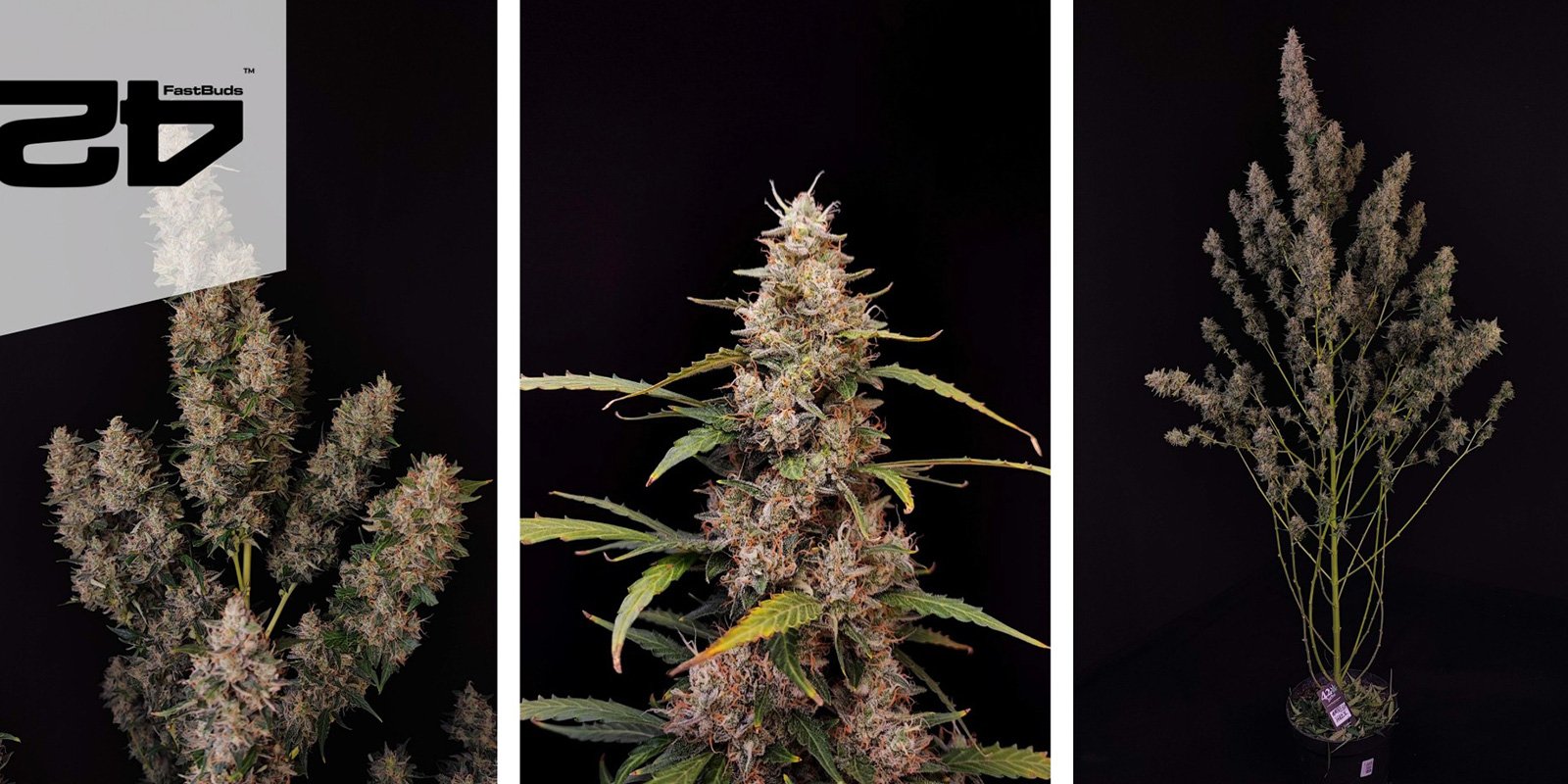 Amnesia Haze Auto (FastBuds) Amnesia Haze Auto (FastBuds)