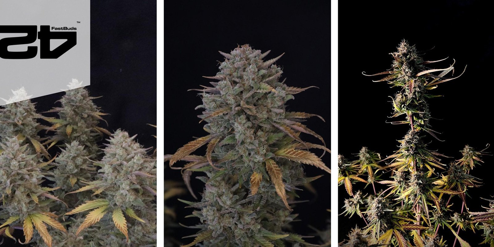 Blackberry Auto (FastBuds)