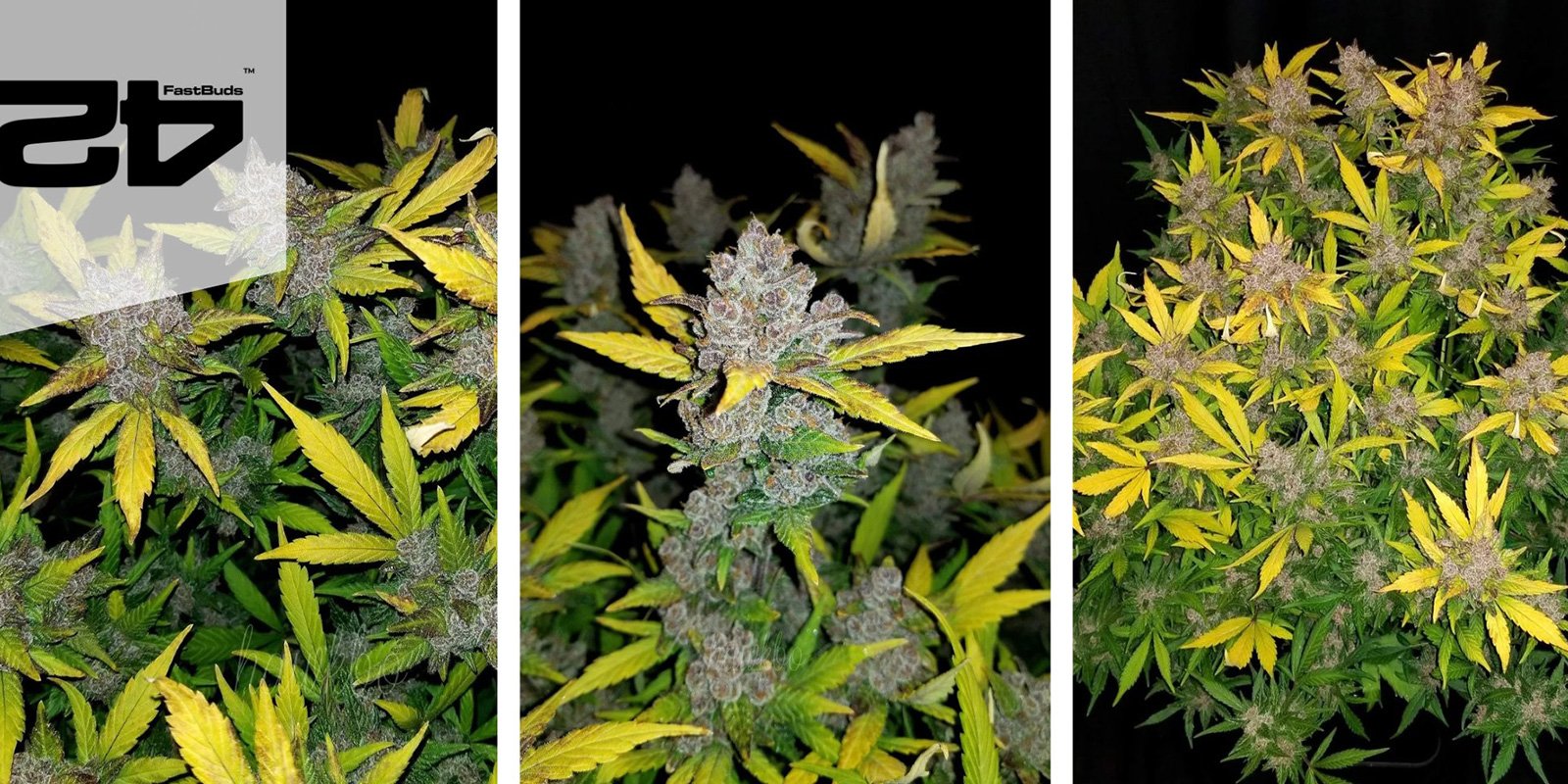 Fastberry Auto (FastBuds) Fastberry Auto (FastBuds)