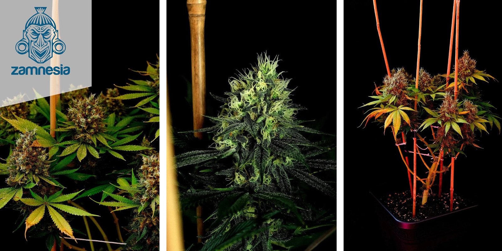 Kalini Asia (Zamnesia Seeds) Kalini Asia (Zamnesia Seeds)