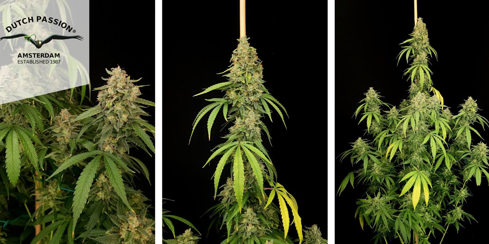 Northern Lights Auto (Dutch Passion) Northern Lights Auto (Dutch Passion)