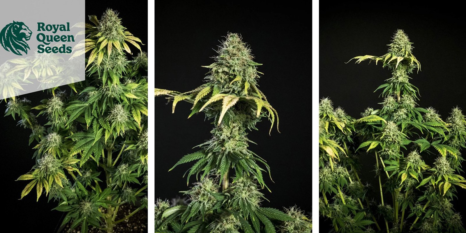 Royal Gorilla (Royal Queen Seeds) Royal Gorilla (Royal Queen Seeds)