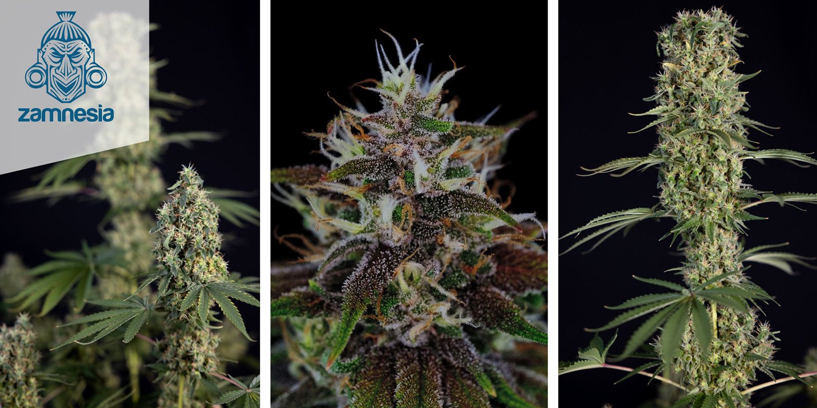 Strawberry Cough Auto (Zamnesia Seeds) Strawberry Cough Auto (Zamnesia Seeds)