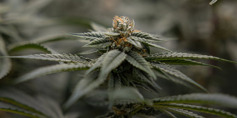 Lemon Cherry Gelato (Zamnesia Seeds) Lemon Cherry Gelato (Zamnesia Seeds)
