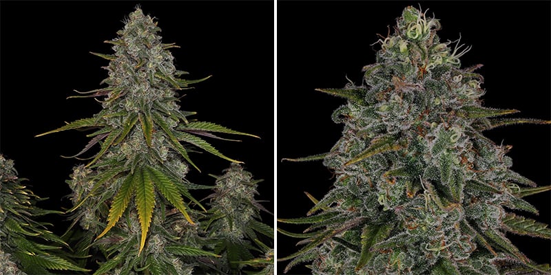 Strawberry Cough (Dutch Passion) Strawberry Cough (Dutch Passion)