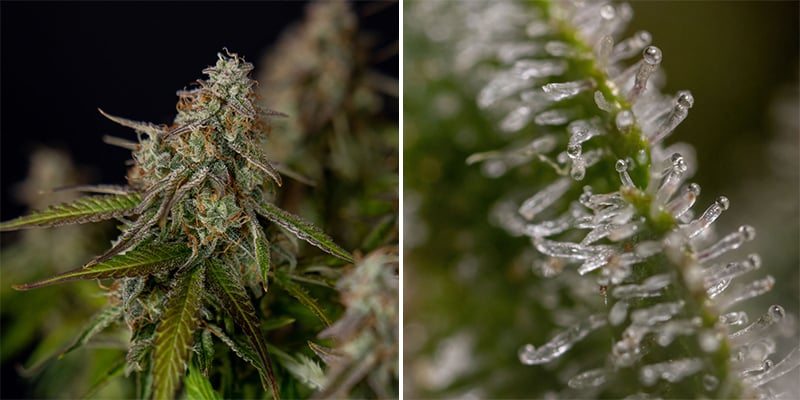 Somango (Soma Seeds) Somango (Soma Seeds)