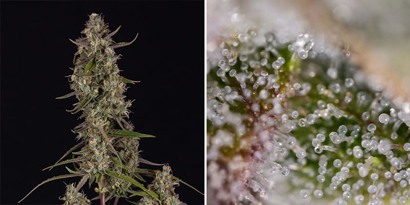 Strawberry Blue (World of Seeds) Strawberry Blue (World of Seeds)