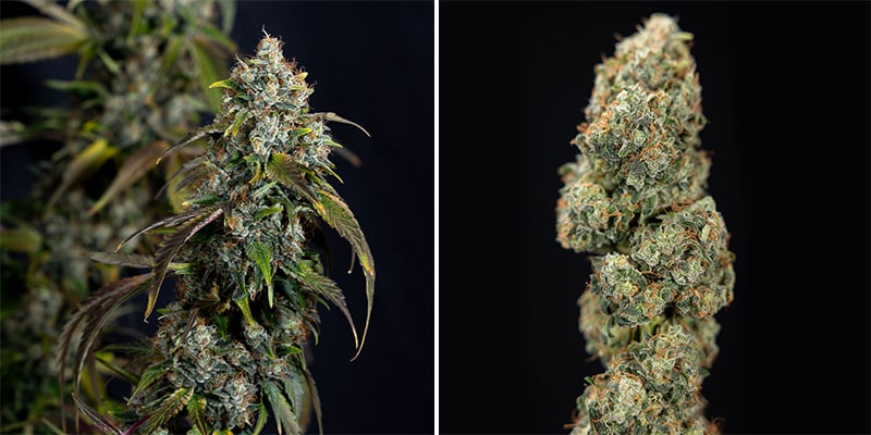 Cream Mandarine - F1 Fast Version (Sweet Seeds) Cream Mandarine - F1 Fast Version (Sweet Seeds)