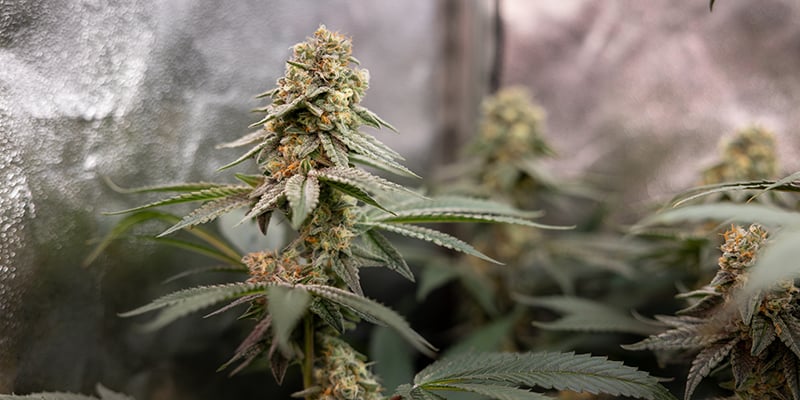 Cherry Pie (Zamnesia Seeds) Cherry Pie (Zamnesia Seeds)