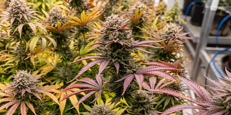 Fruit Spirit (Royal Queen Seeds) Fruit Spirit (Royal Queen Seeds)