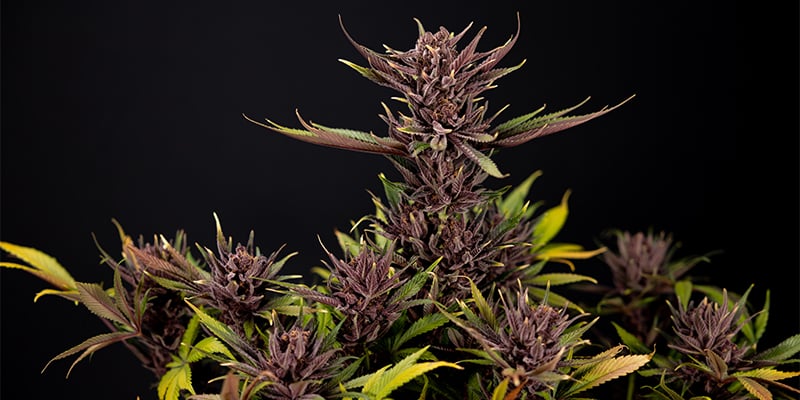 Purple Urkle (Pyramid Seeds) Purple Urkle (Pyramid Seeds)