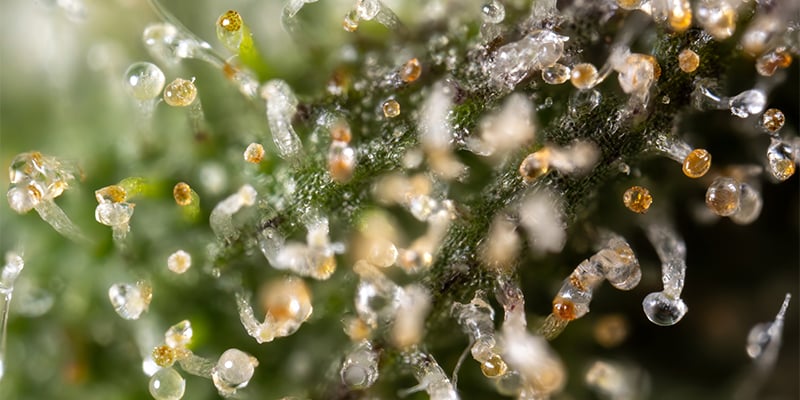What_makes_a_fruity_cannabis_strain
