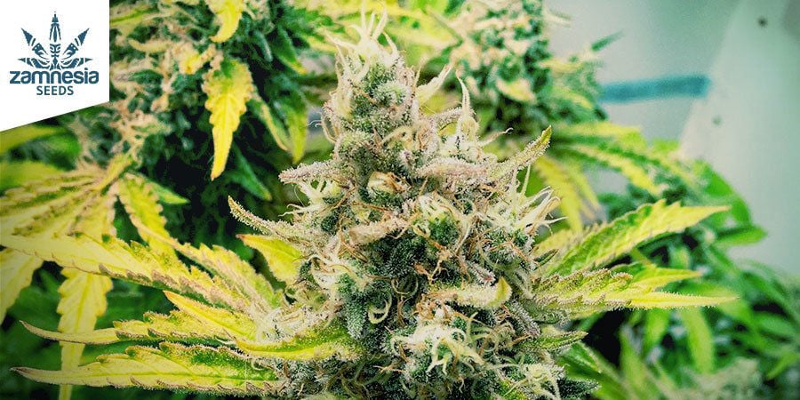 Choosing The Best Cannabis Strains For Making Charas