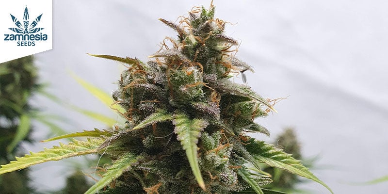 Blue Monster Automatic (Zamnesia Seeds)