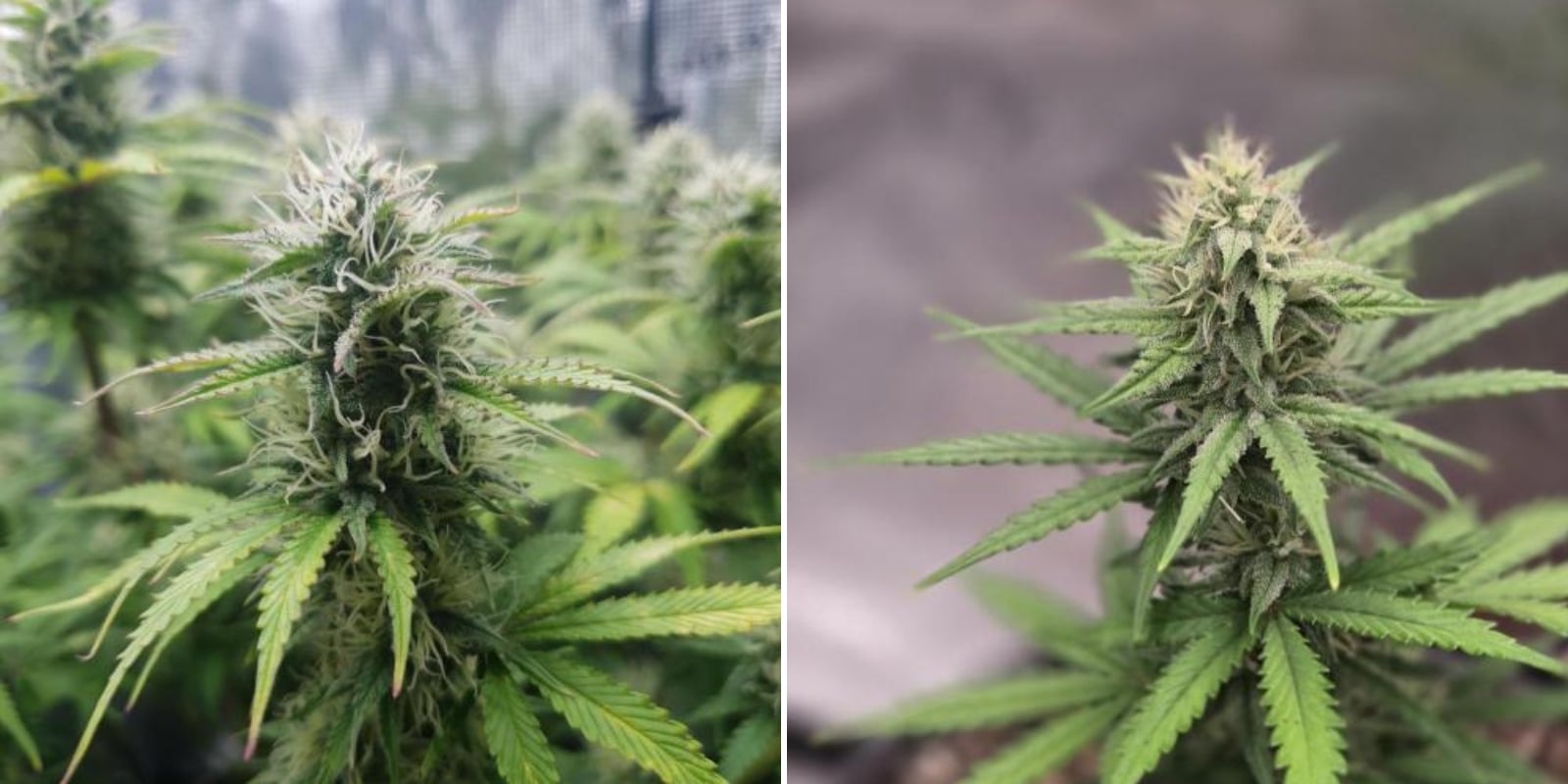 Autoflowering vs photoperiod seeds for beginners Autoflowering vs photoperiod seeds for beginners