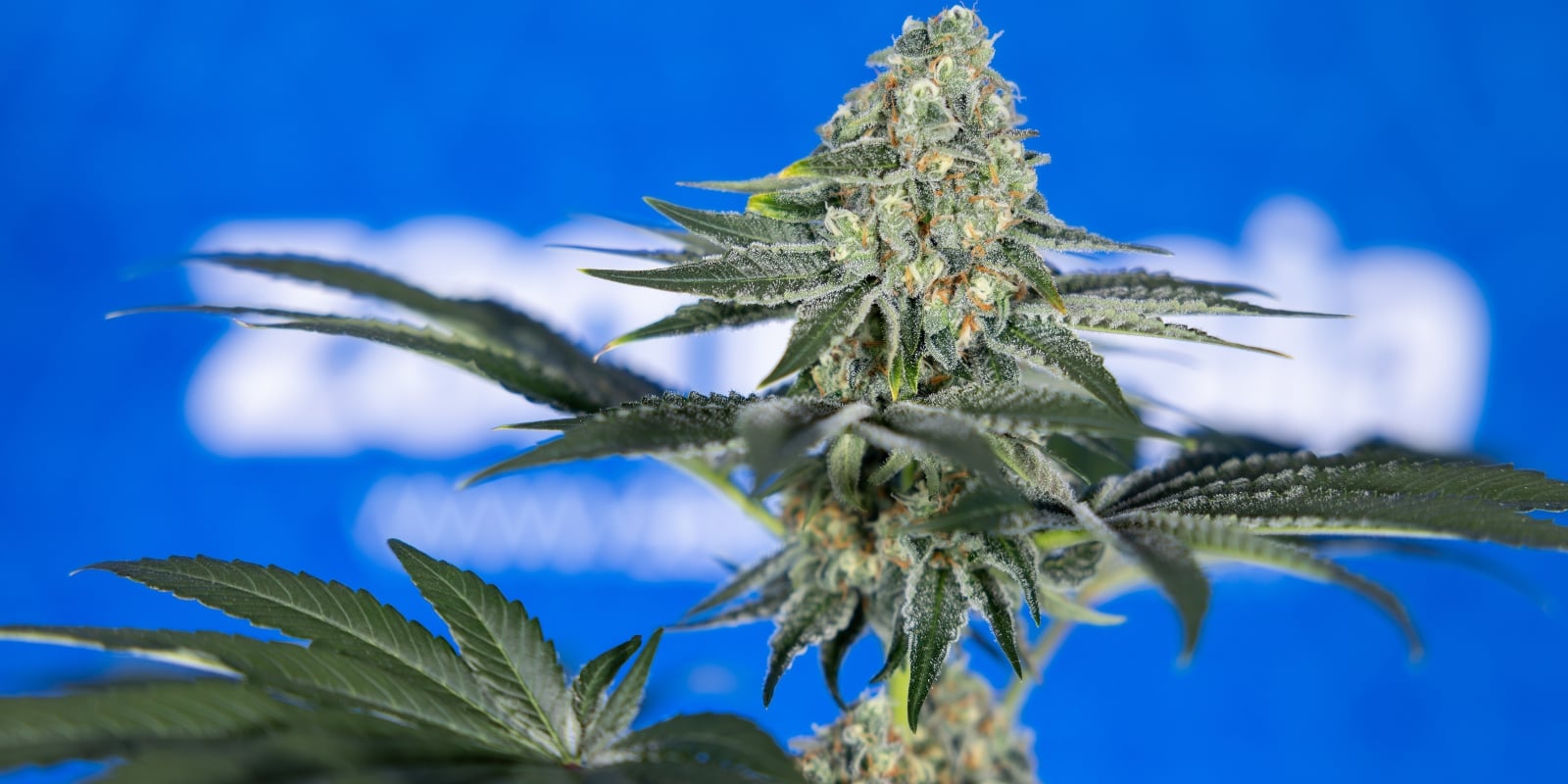 Beginner grow tips for your first harvest Beginner grow tips for your first harvest