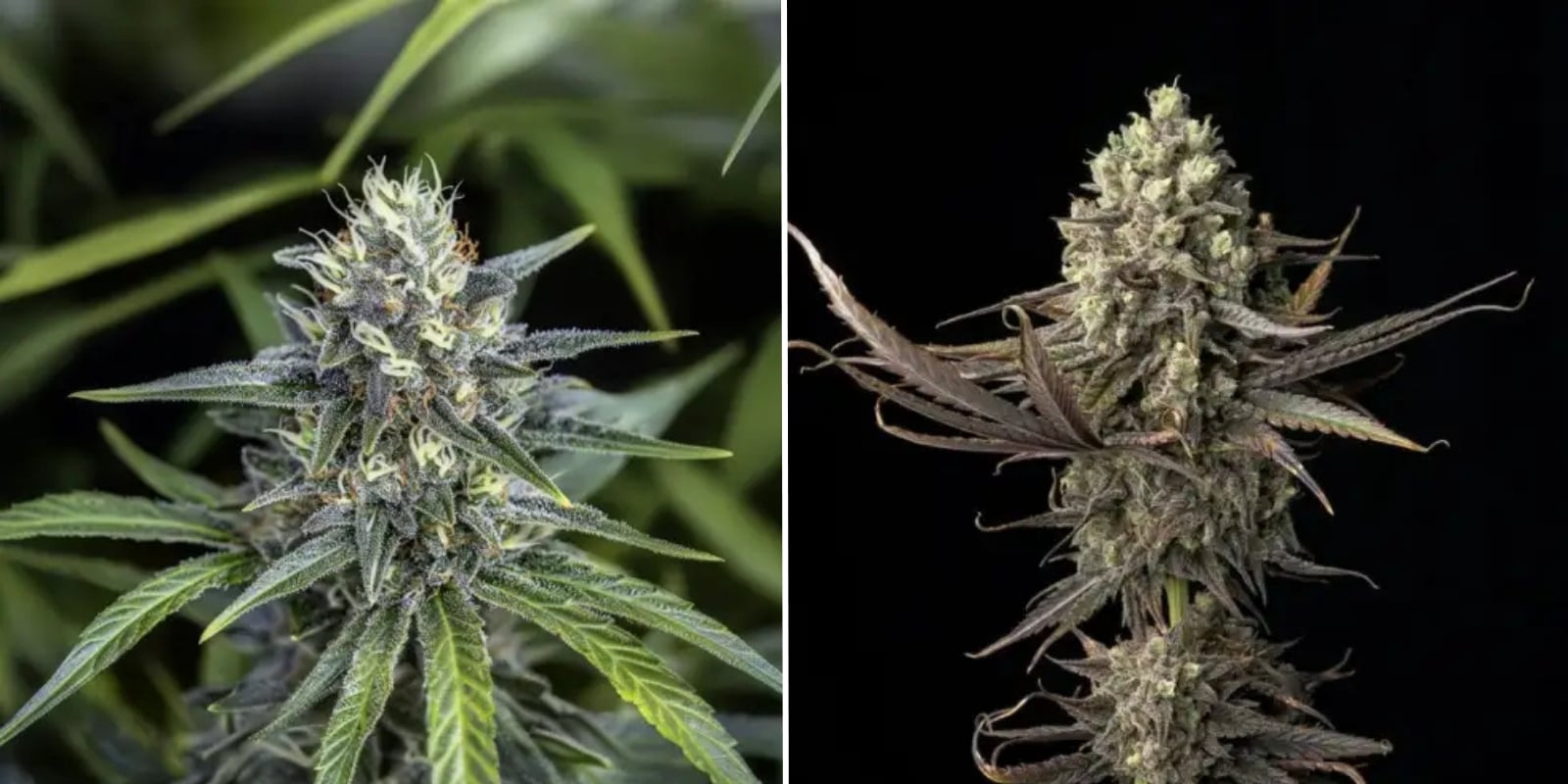 Blue Dream (Blimburn Seeds) Blue Dream (Blimburn Seeds)