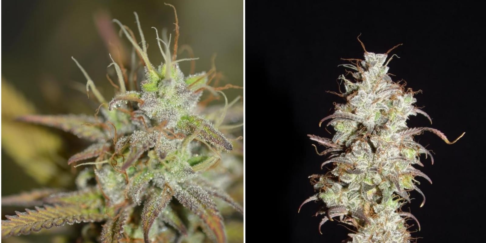 Critical Jack (Silent Seeds) Critical Jack (Silent Seeds)