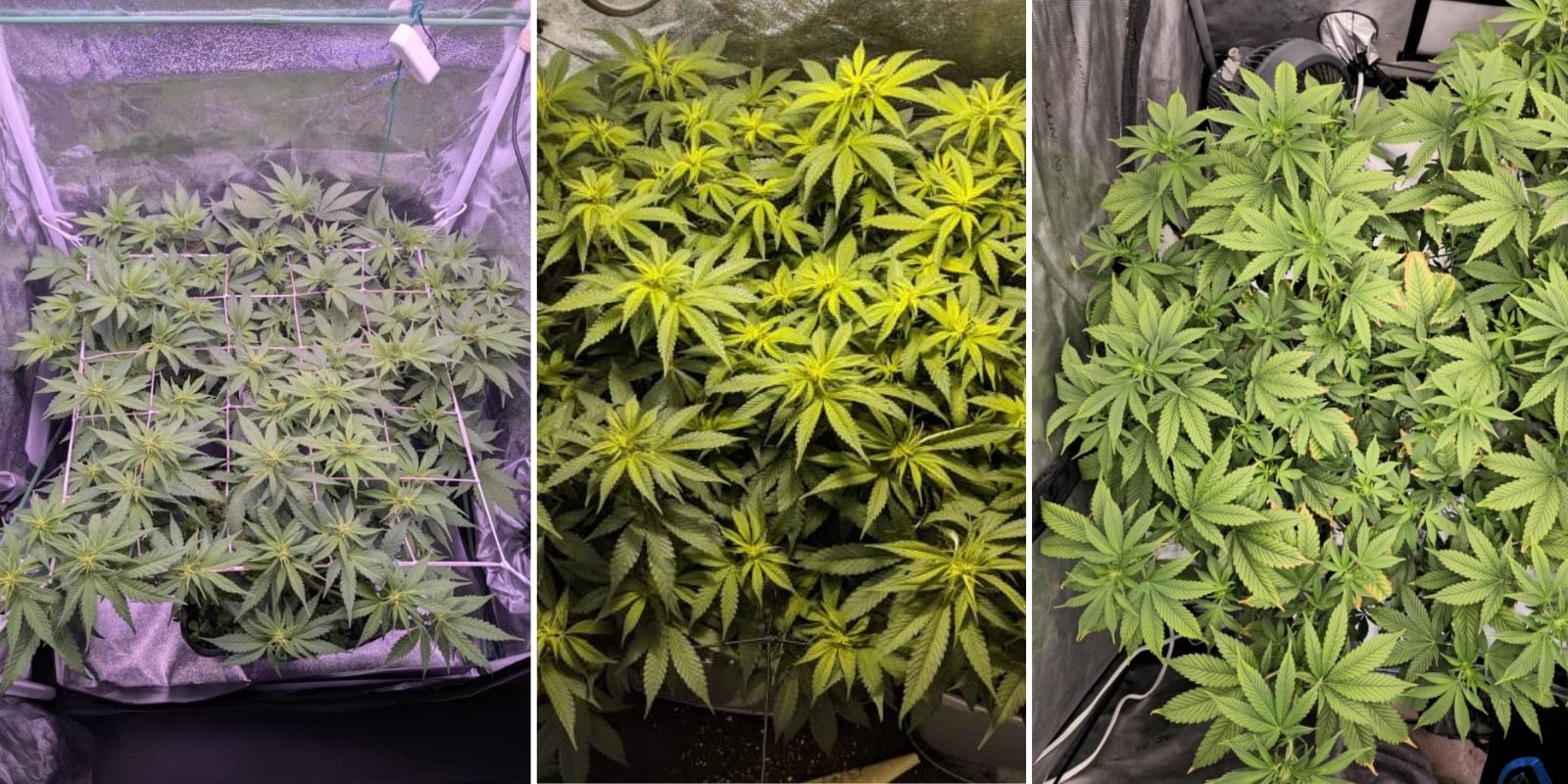 Indica, sativa, and hybrids: Is there a difference in grow difficulty? Indica, sativa, and hybrids: Is there a difference in grow difficulty?