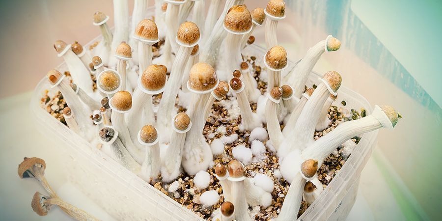 The Benefits Of Mushrooms