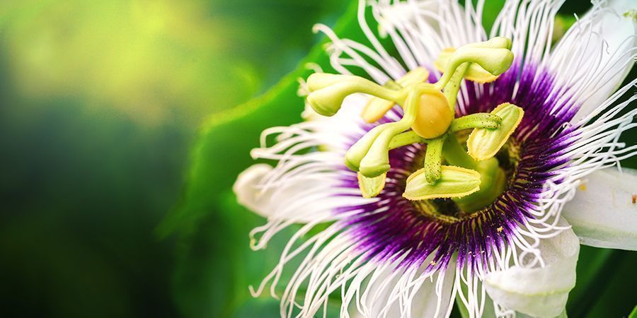 PASSIONFLOWER