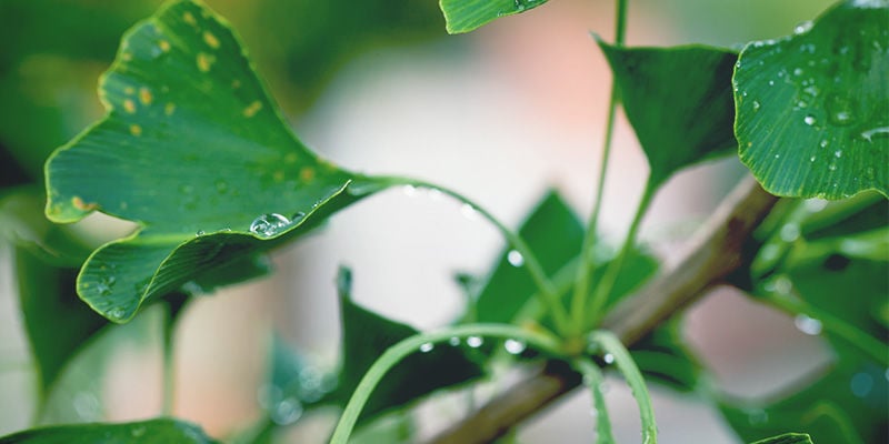 Gingko Biloba