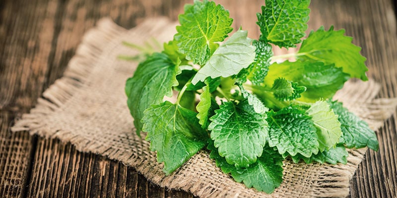 Lemon Balm