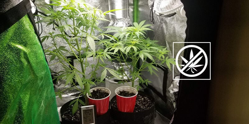 Why Use a Carbon Filter When Growing Cannabis?