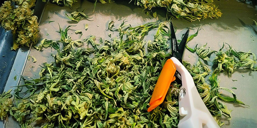 Trimming Scissor for small leaves and cannabis buds