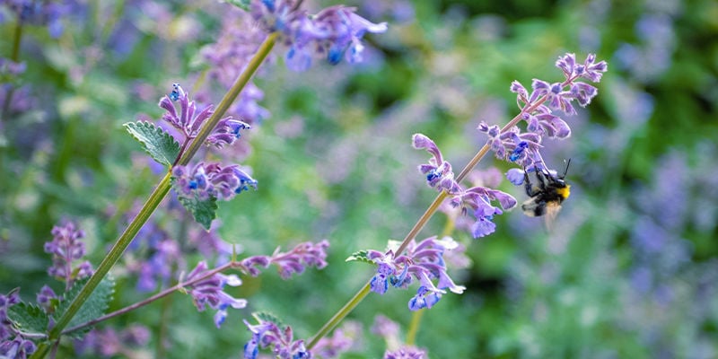 BEST HERBS FOR MAKING YOUR OWN HERBAL TINCTURES - CATNIP