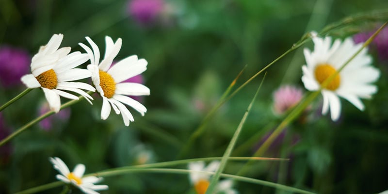 BEST HERBS FOR MAKING YOUR OWN HERBAL TINCTURES - CHAMOMILE