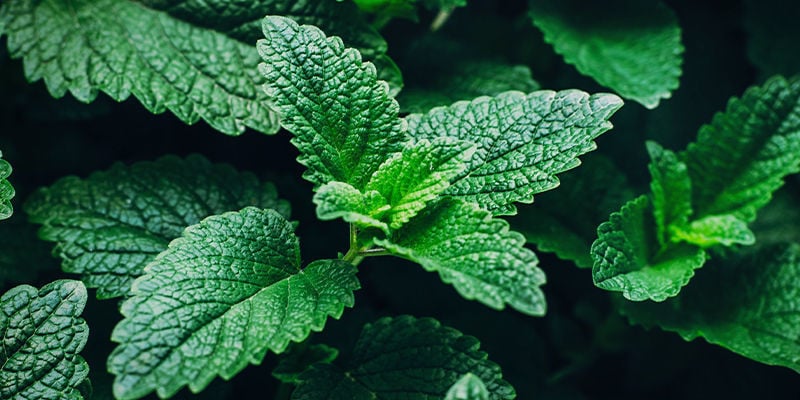 BEST HERBS FOR MAKING YOUR OWN HERBAL TINCTURES - PEPPERMINT